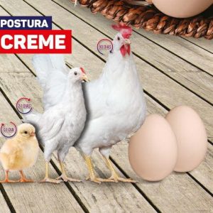 Poedeira Creme