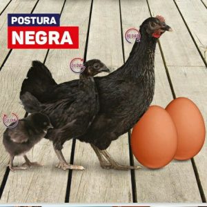 Poedeira negra