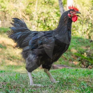 Gigante Negro